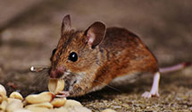 24 Hour & Emergency Exterminators in Plum Creek, SD